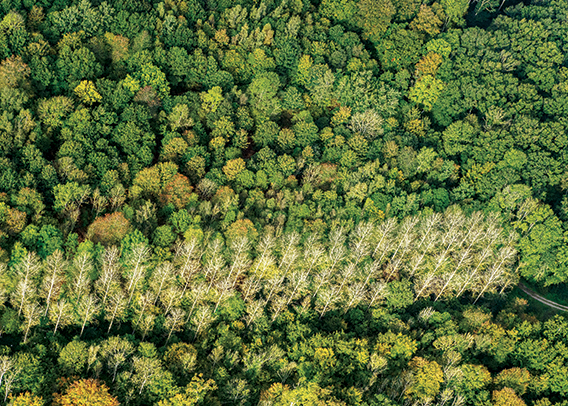 Migration assistée, jusqu’où aller pour sauver nos forêts ?